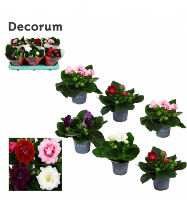 Gloxinia