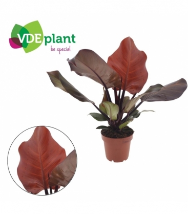 Philodendron