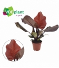 Philodendron