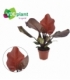 Philodendron