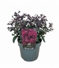 Sedum