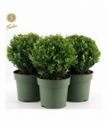 Ilex