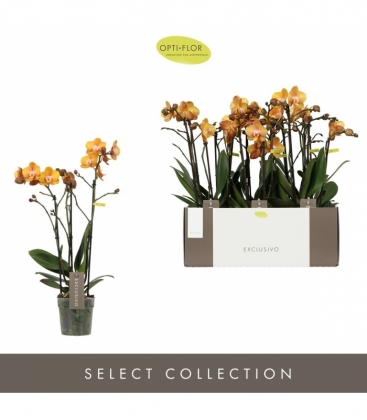 Phalaenopsis