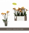 Phalaenopsis