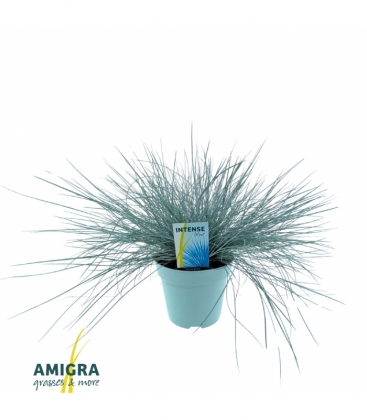 Festuca