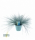 Festuca