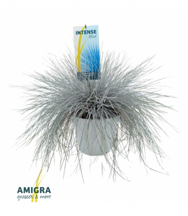Festuca