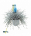 Festuca