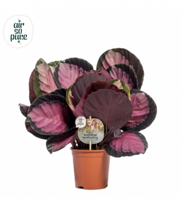 Calathea