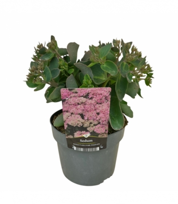 Sedum