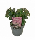 Sedum