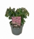 Sedum