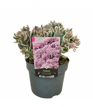 Sedum