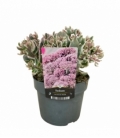 Sedum
