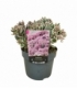 Sedum