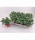 Capsicum