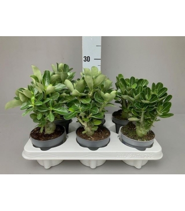 Adenium