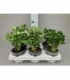 Adenium