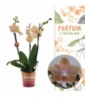 Phalaenopsis