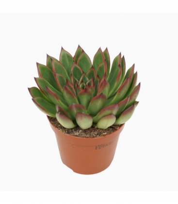 Echeveria