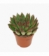 Echeveria