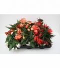 Begonia