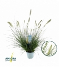 Pennisetum
