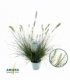 Pennisetum