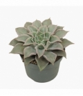Echeveria