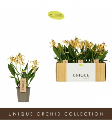 Encyclia