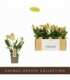Encyclia