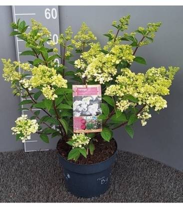 Hydrangea