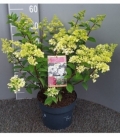 Hydrangea