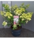 Hydrangea