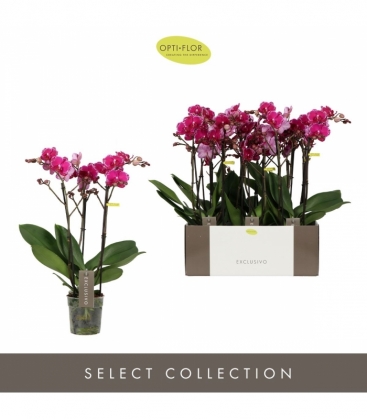 Phalaenopsis
