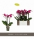 Phalaenopsis