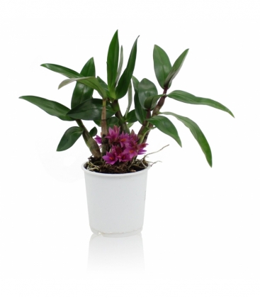 Dendrobium