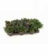 Aster