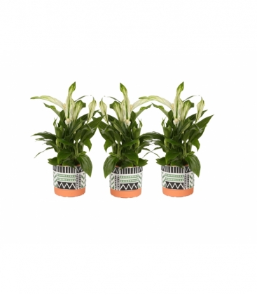Spathiphyllum