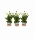 Spathiphyllum