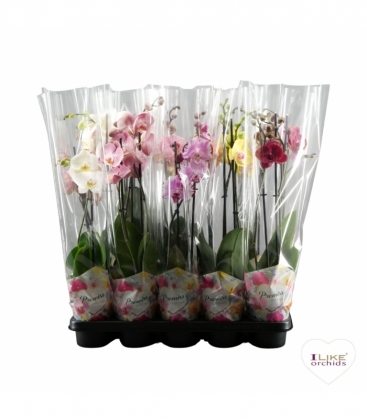 Phalaenopsis