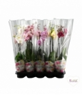 Phalaenopsis