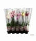 Phalaenopsis