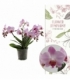Phalaenopsis