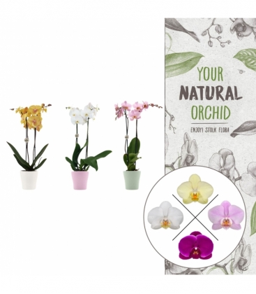 Phalaenopsis