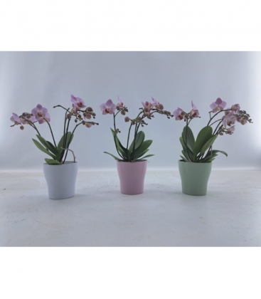 Phalaenopsis