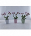 Phalaenopsis