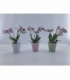 Phalaenopsis