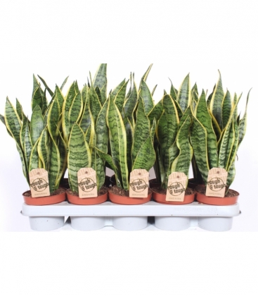 Sansevieria