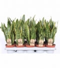 Sansevieria